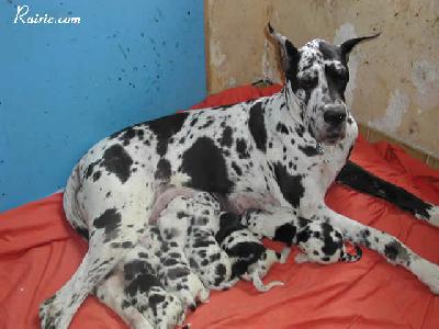 Seduisante Des Terres De La Rairie