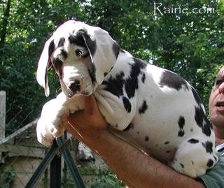 Seduisante Des Terres De La Rairie