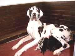 Seduisante Des Terres De La Rairie