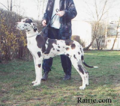 Suraja Des Terres De La Rairie