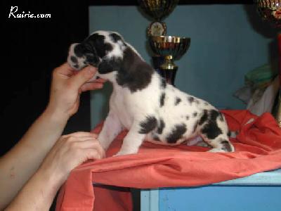 Sarhee Des Terres De La Rairie