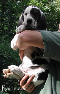 Sarhee Des Terres De La Rairie