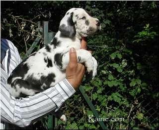 Sarhee Des Terres De La Rairie