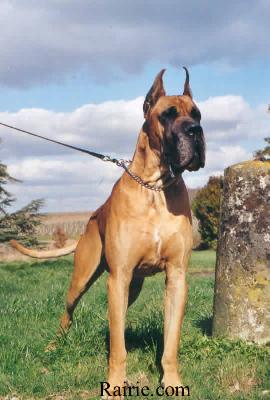 Ch Odaim Des Terres De La Rairie