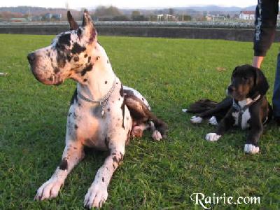 Onaidie Des Terres De La Rairie