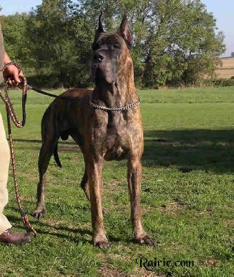 Ch O�neal Des Terres De La Rairie