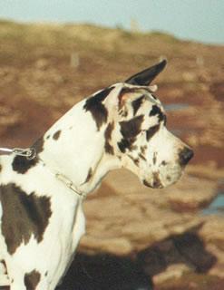 Ophelie Des Terres De La Rairie