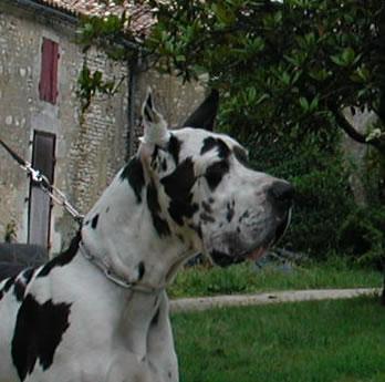 Ophelie Des Terres De La Rairie