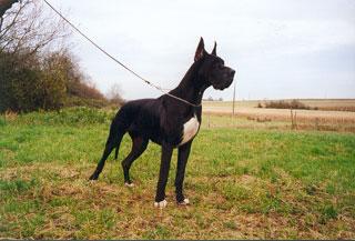 Ch Or Noir Des Terres De La Rairie