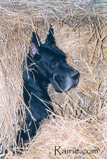 Ch Or Noir Des Terres De La Rairie