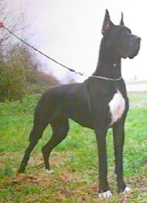 Ch Or Noir Des Terres De La Rairie