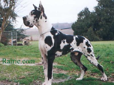 Ch Oriflame Des Terres De La Rairie