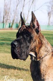 Ch Orlandow Des Terres De La Rairie