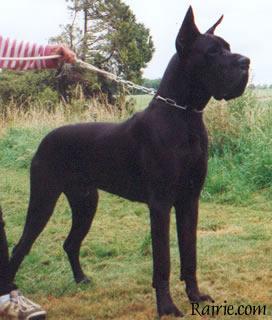 Ch Orson Des Terres De La Rairie