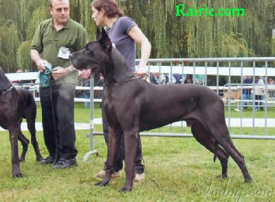 Ch Orson Des Terres De La Rairie