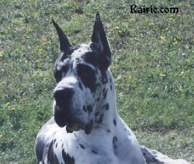 Patchwork Des Terres De La Rairie