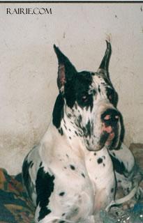 Patchwork Des Terres De La Rairie