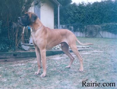Ch Phoenix Des Terres De La Rairie