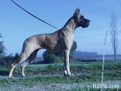 Ch Pink Mean Des Terres De La Rairie