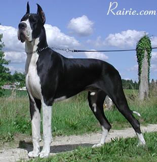 Ramar Des Terres De La Rairie