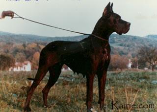 Ch Romea Des Terres De La Rairie