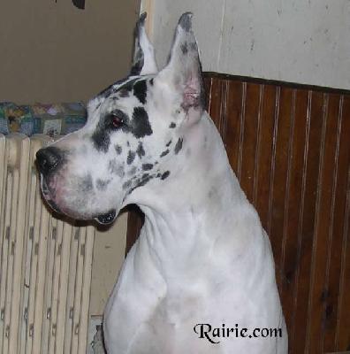 Romy Des Terres De La Rairie