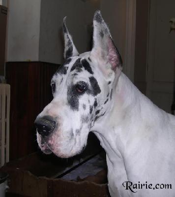 Romy Des Terres De La Rairie