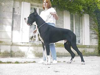 Roy Des Terres De La Rairie