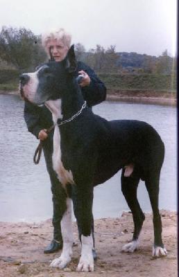 Roy Des Terres De La Rairie