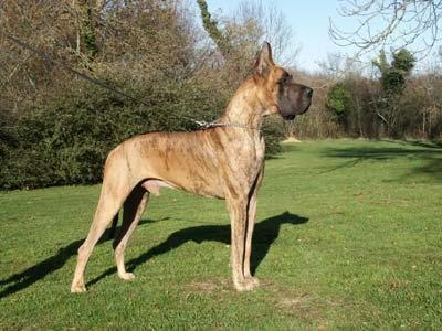 Ch Ryan Des Terres De La Rairie