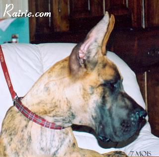 Ch Ryan Des Terres De La Rairie