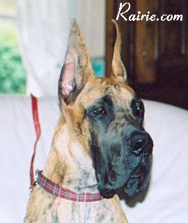 Ch Ryan Des Terres De La Rairie