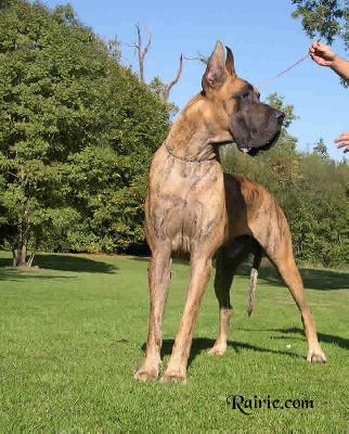 Ch Ryan Des Terres De La Rairie