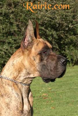 Ch Ryan Des Terres De La Rairie