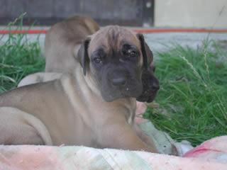 Sammy Des Terres De La Rairie