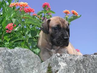 Sammy Des Terres De La Rairie