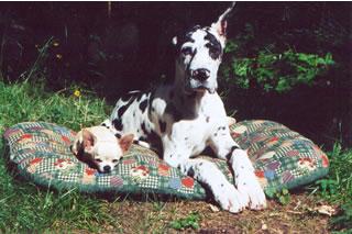 Sabelorus Des Terres De La Rairie