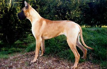 Saika Des Terres De La Rairie