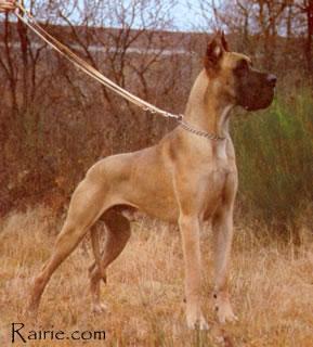 Shine Des Terres De La Rairie