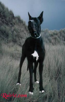 Some Will Faint Des Terres De La Rairie