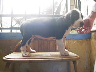 Syrah Des Terres De La Rairie