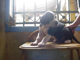 Syrah Des Terres De La Rairie