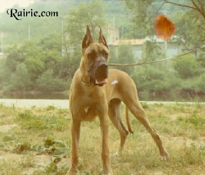 Tommy Des Terres De La Rairie