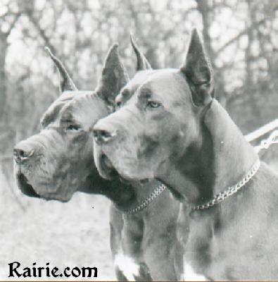 Ch Narses Des Terres Dempire