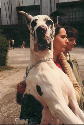 Shipette Du Castel De La Michodiere