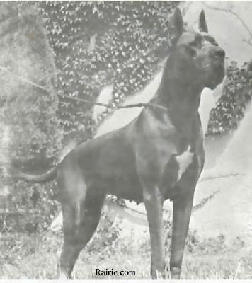 Ch Puppy Du Clos Templerie