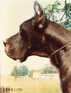 Verlan Du Doggenhagen