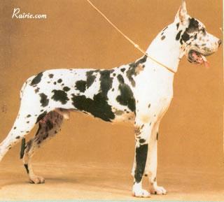 Minos Du Dogue Du Vexin