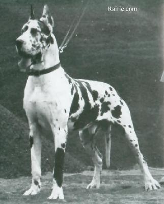 Minos Du Dogue Du Vexin