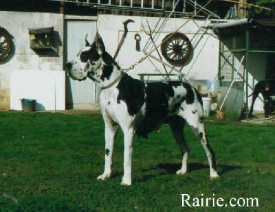 Ch Bianka Du Doguin De La Nive